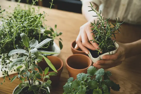 Como cultivar ervas frescas na sua cozinha mesmo sem janela: guia prático para espaços com pouca luz