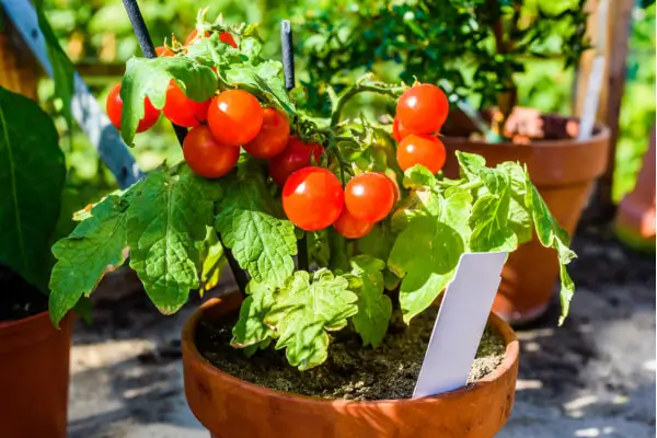 Guia completo para plantar tomates em vasos no apartamento: colheita possível em pequenos espaços