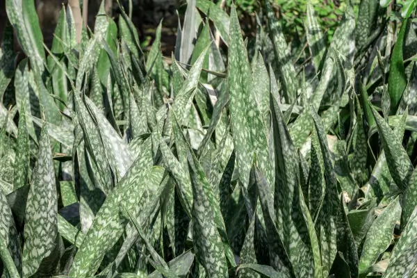 Plantas que Purificam o Ar e Deixam Sua Casa Mais Bonita
