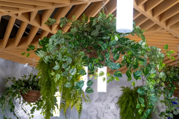Plantas pendentes que valorizam a decoração sem ocupar espaço