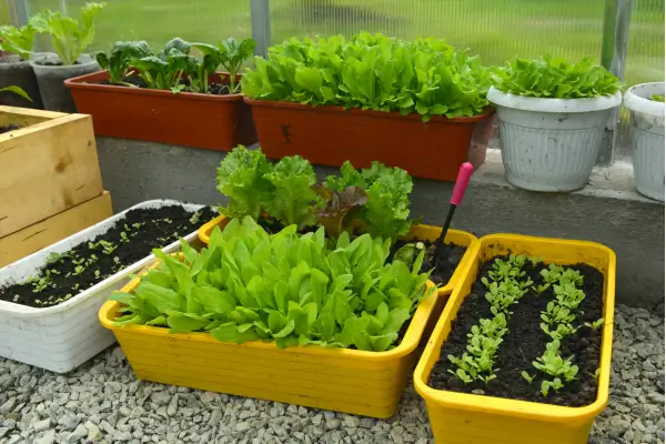 Como escolher o vaso ideal para cada tipo de planta comestível