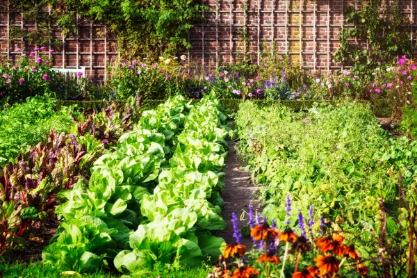 Cultivo orgânico na cidade: práticas sustentáveis em pequenos espaços