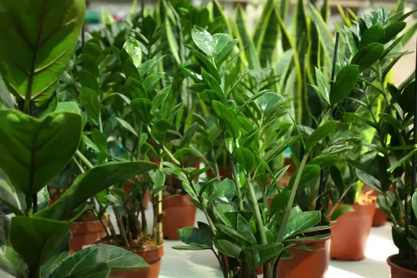 As Melhores Plantas para Cultivar em Apartamentos Pequenos