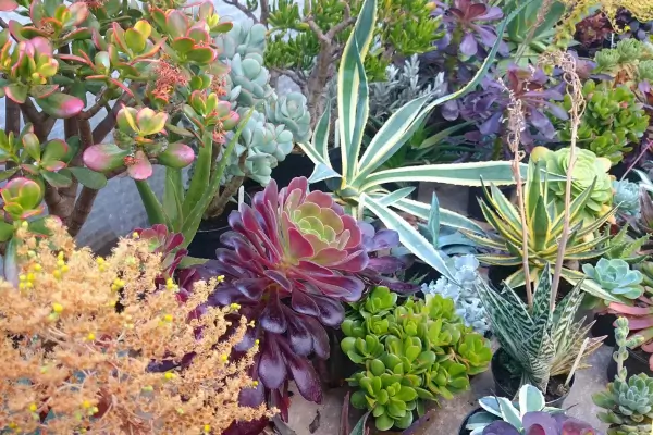 10 plantas resistentes para quem não tem tempo de cuidar