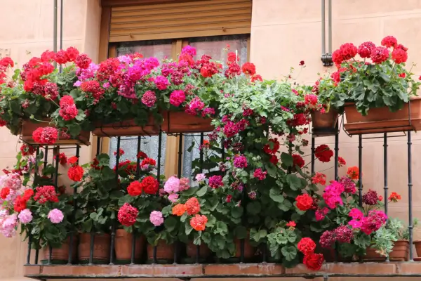 Como Escolher as Plantas Certas para Sua Varanda Urbana