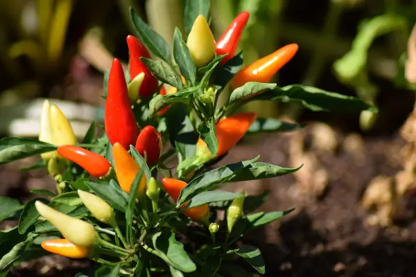 Plantas Comestíveis que Você Pode Cultivar em Casa: Guia Prático para Cultivo e Uso