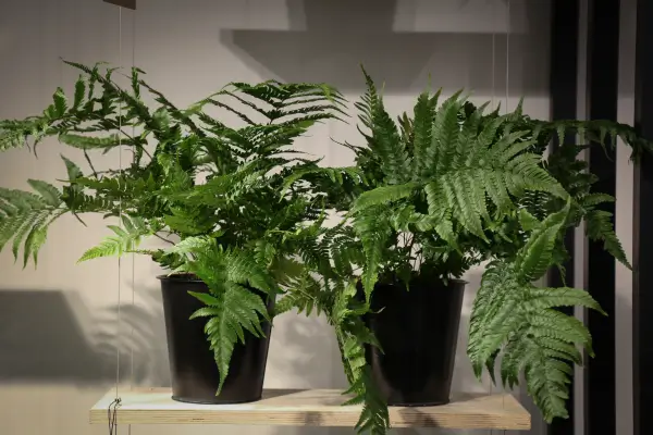 Guia prático de plantas purificadoras de ar para espaços fechados