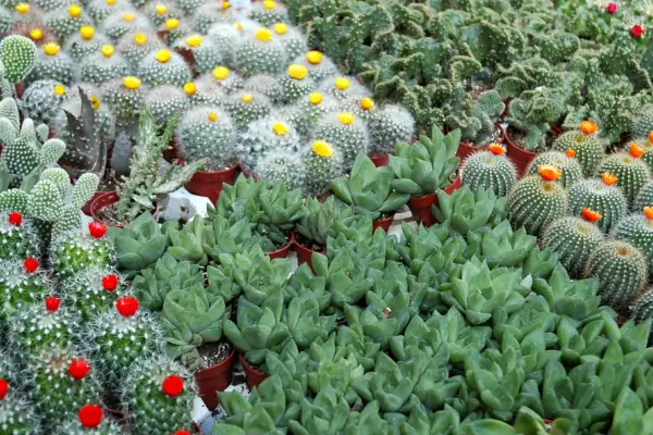 Suculentas e cactos: beleza e praticidade na jardinagem urbana