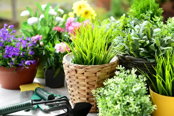 Espécies perfeitas para quem está começando na jardinagem urbana