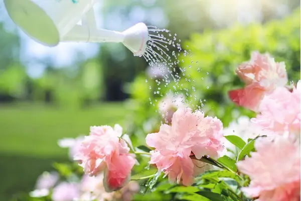 Como regar suas plantas na medida certa e evitar o apodrecimento