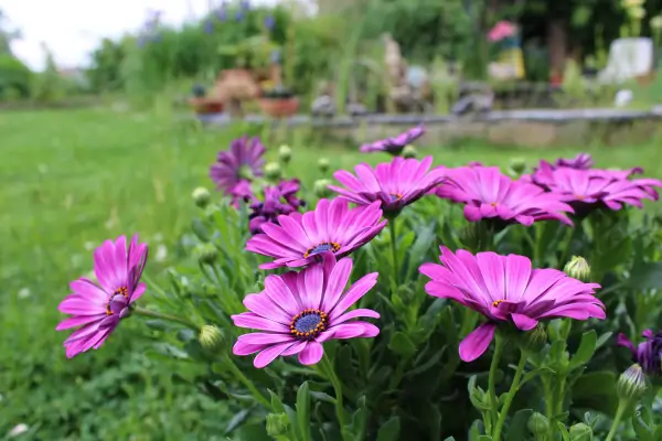 Dicas essenciais para manter suas plantas saudáveis o ano todo