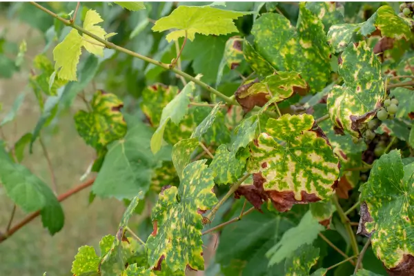 Aprenda a Reconhecer Sinais de Estresse nas Plantas e Como Agir de Forma Eficiente