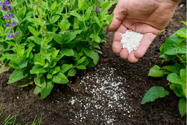 A importância da adubação em espaços urbanos e como fazer corretamente