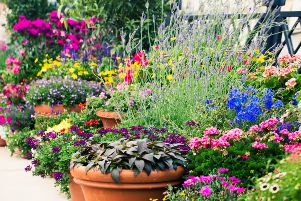 Plantas urbanas e umidade: como equilibrar para evitar fungos
